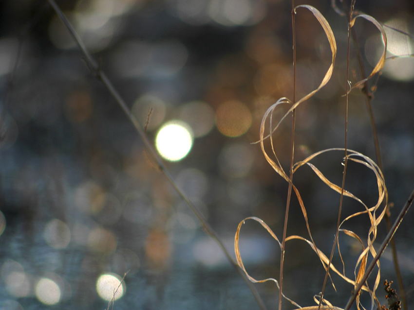 weeds and light 27