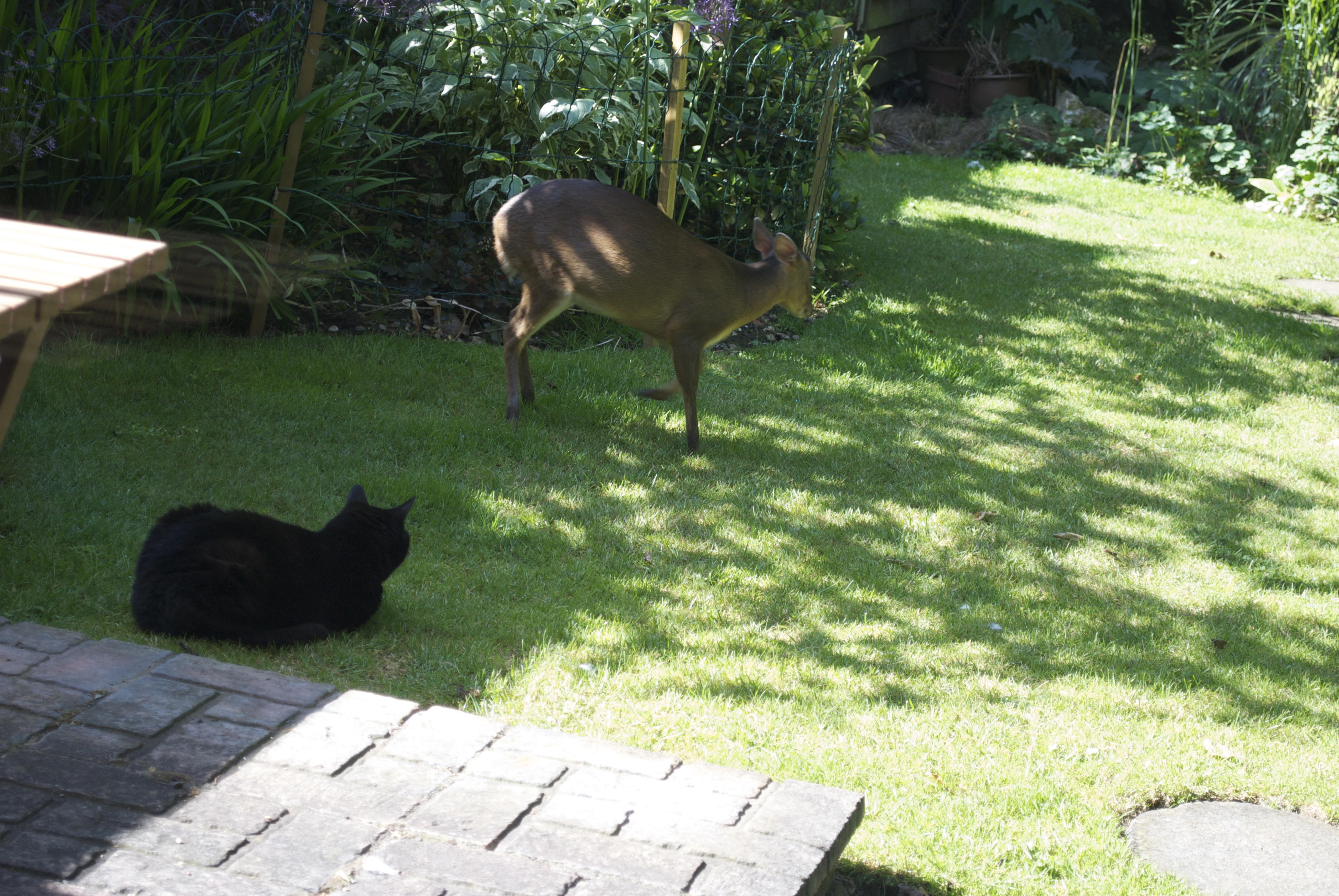 DSC_0411.jpg Cleo unimpressed!