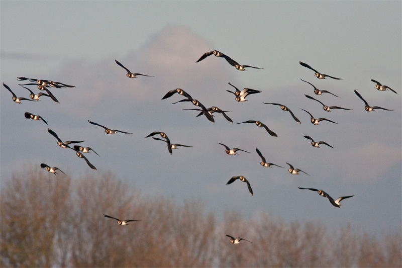 <i>Vanellus vanellus</i><br/>Lapwing