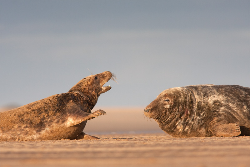 <i>Halichoerus grypus</i><br/>Grey seal