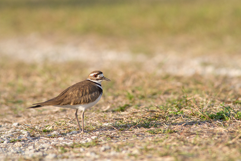 <i>Charadrius vociferus</i><br/>Killdeer