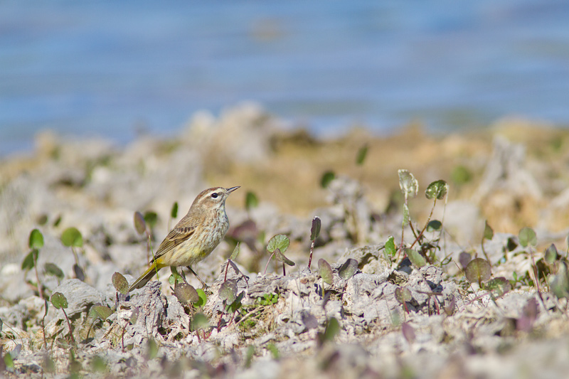 Bird [Unidentified]