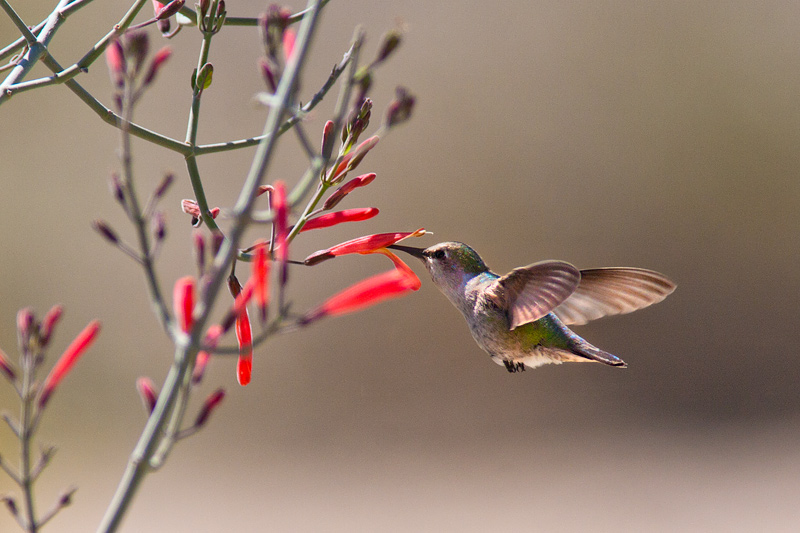 <i>Calypte anna</i><br/>Annas Hummingbird [?]