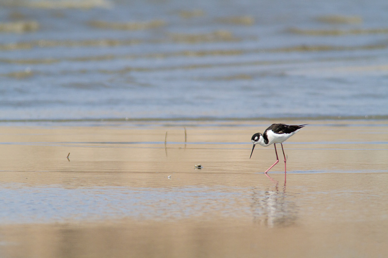 <i>Himantopus mexicanus</i><br/>Black-necked Stilt