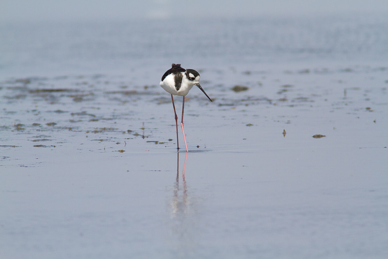<i>Himantopus mexicanus</i><br/>Black-necked Stilt