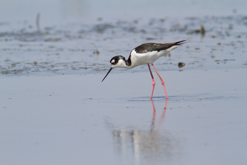<i>Himantopus mexicanus</i><br/>Black-necked Stilt