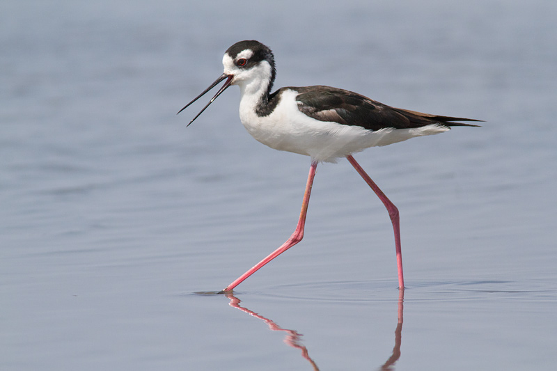 <i>Himantopus mexicanus</i><br/>Black-necked Stilt