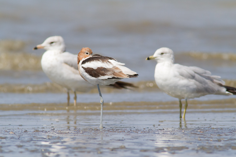 <i>Recurvirostra americana</i><br/>American avocet