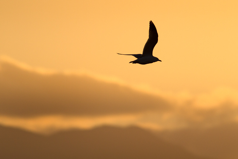 <i>Laridae</i><br/>Gull [Unidentified]