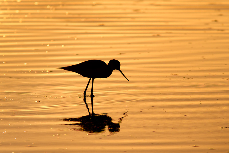 <i>Himantopus mexicanus</i><br/>Black-necked Stilt