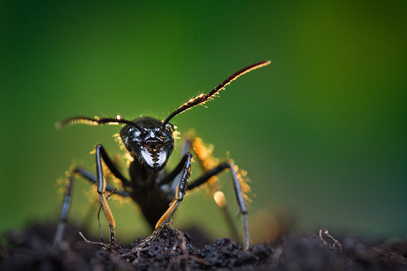 <i>Dinoponera quadriceps</i></br>Dinosaur ant