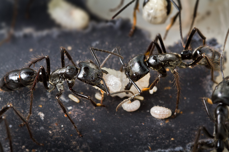 <i>Dinoponera quadriceps</i></br>Dinosaur ant tending egg larvae pupae