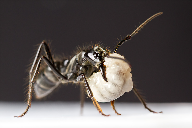 <i>Dinoponera quadriceps</i></br>Dinosaur ant with larvae