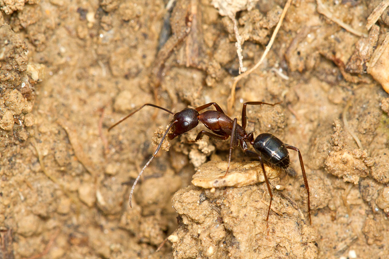 Camponotus sp.