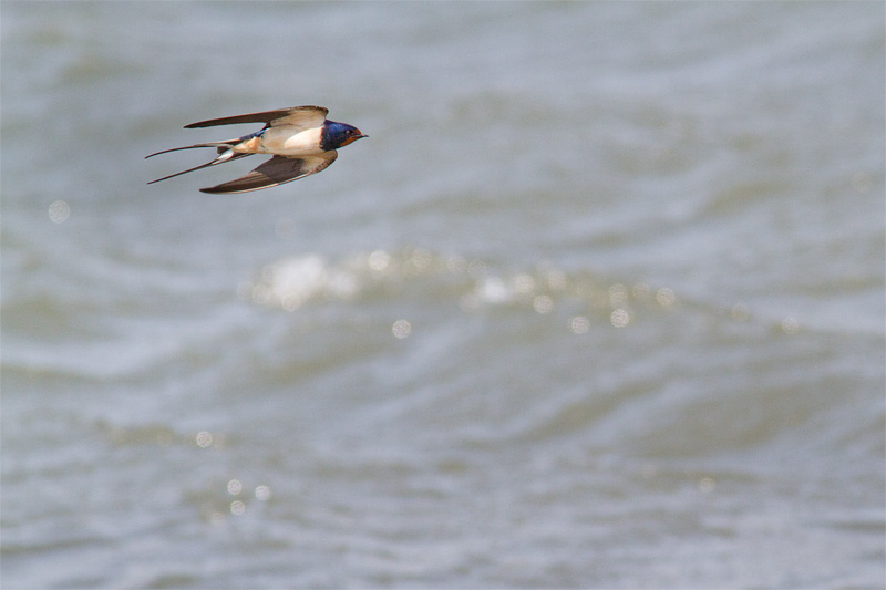 Barn Swallow  Hirundo rustica 