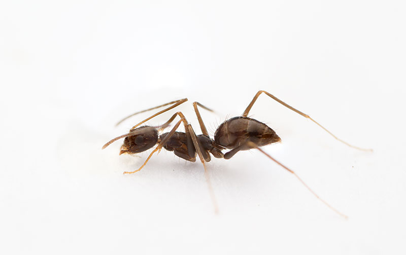 <i>Paratrechina longicornis</i><br>Crazy ant