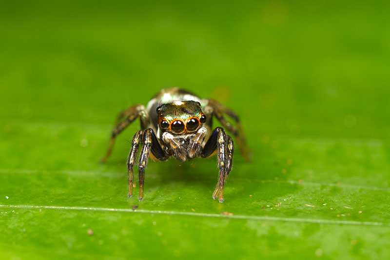 Salticidae [Unidentified]</br>Jumping spider