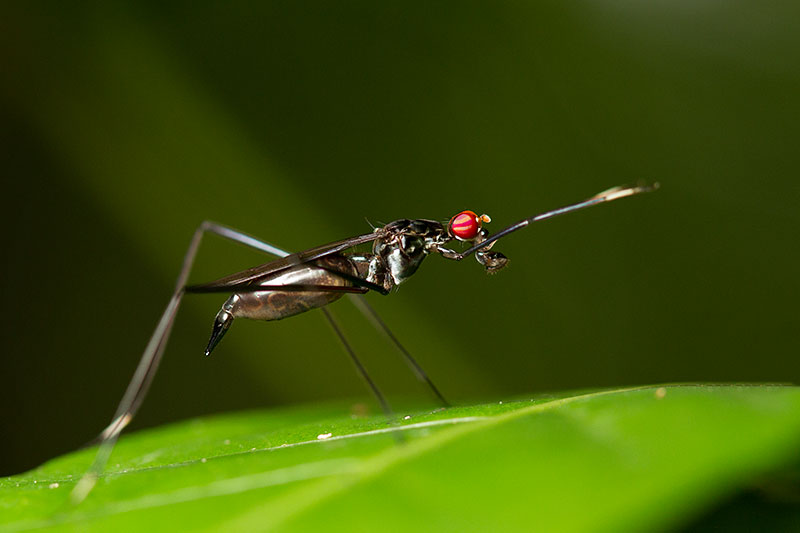 Micropezidae </br> Stilt-legged fly [Unidentified]