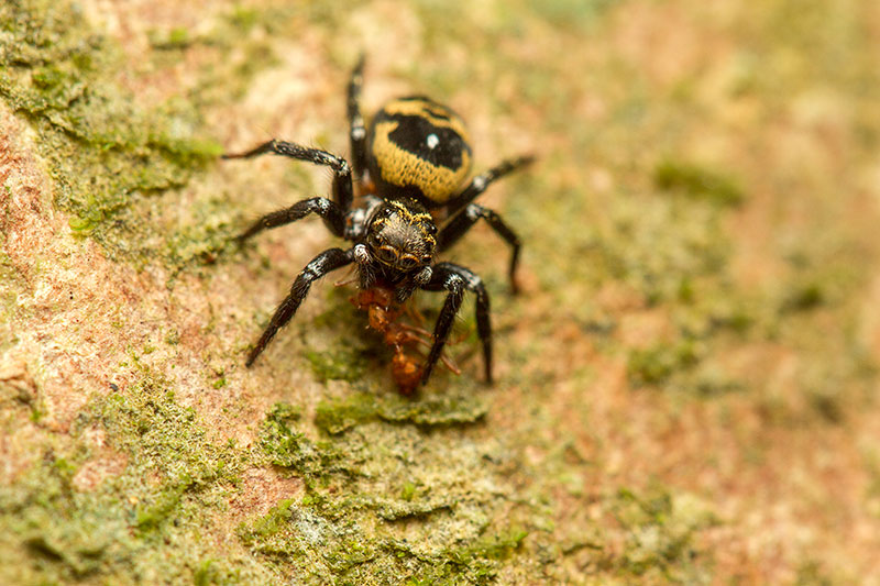 Salticidae [Unidentified]</br>Jumping spider
