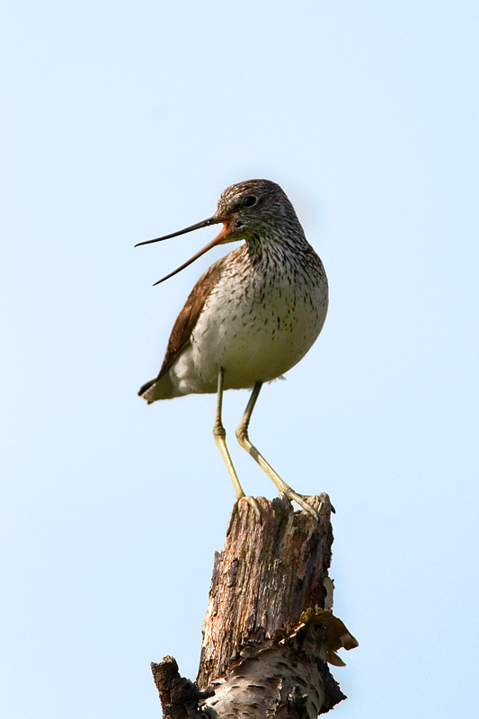 <i>Tringa nebularia</i><br>Greenshank