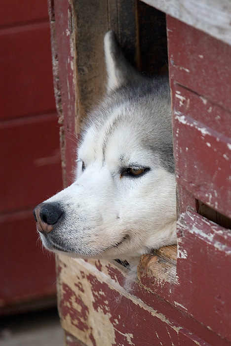 huskyhound.jpg