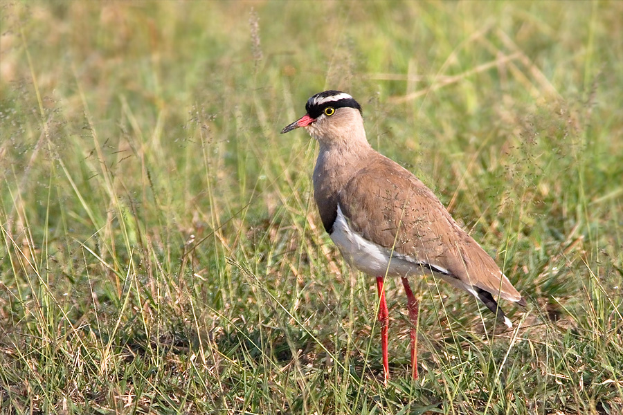 <i>Vanellus coronatus</i><br> Crowned Lapwing
