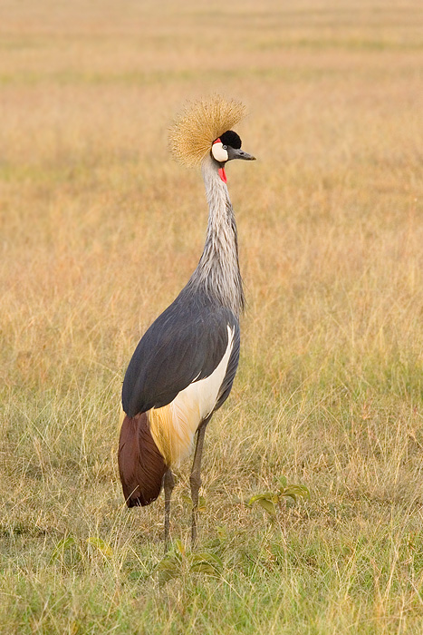 <i>Balearica regulorum</i><br>Grey Crowned Crane