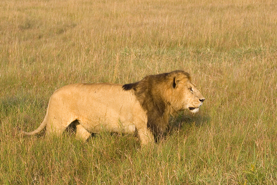 <i>Panthera leo</i><br>Lion