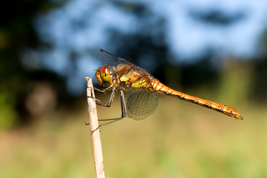 <i>Sympetrum striolatum</i><br/>Common Darter