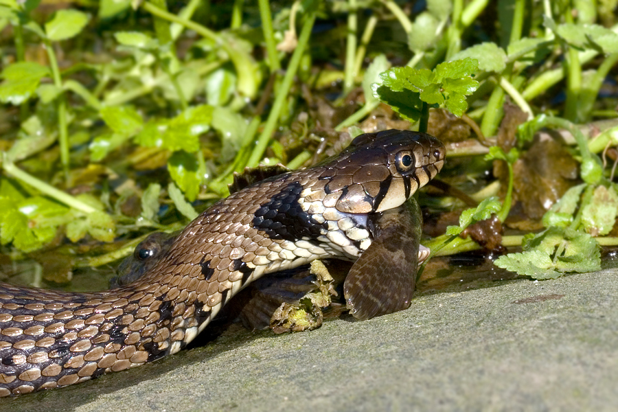 <i>Natrix natrix</i><br/>Grass Snake