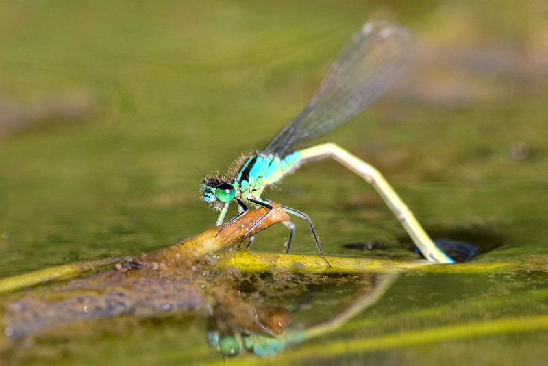 Damselfly [unidentified]