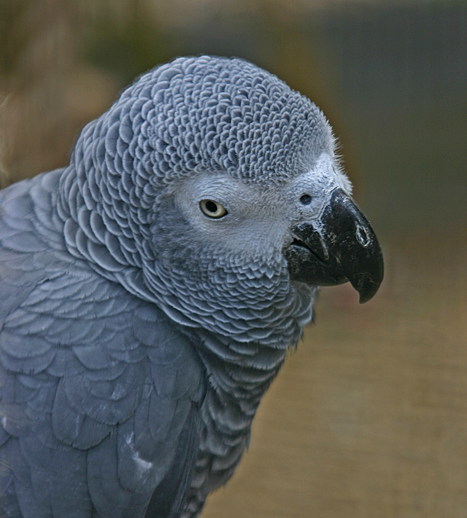 African grey parrot.jpg