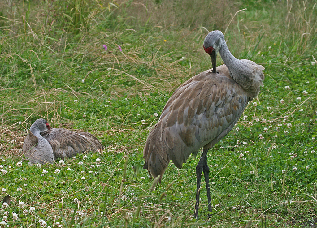 sandhill cranes.jpg