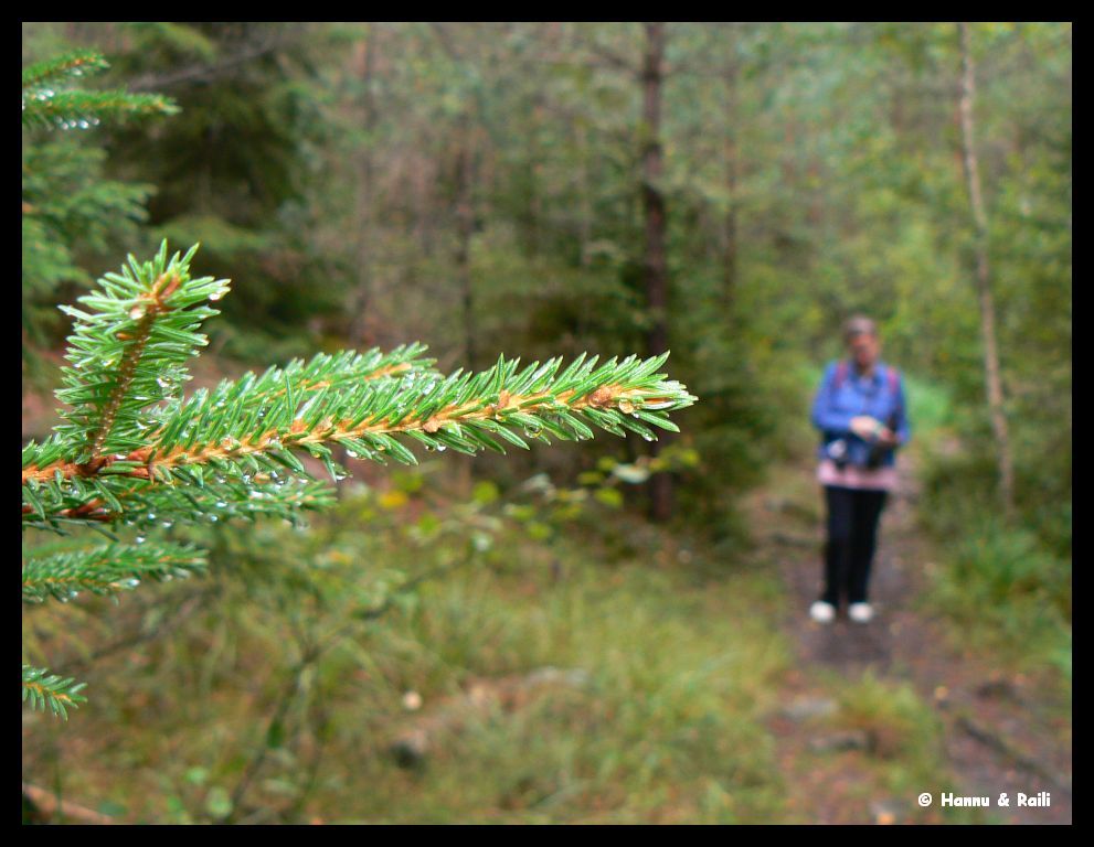 P1290381 Barrkvist och stig.jpg