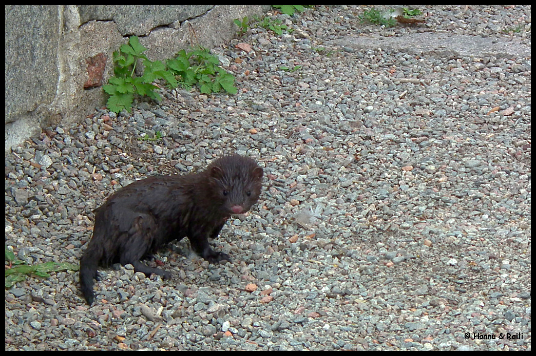 DSCF6802 Mink.jpg