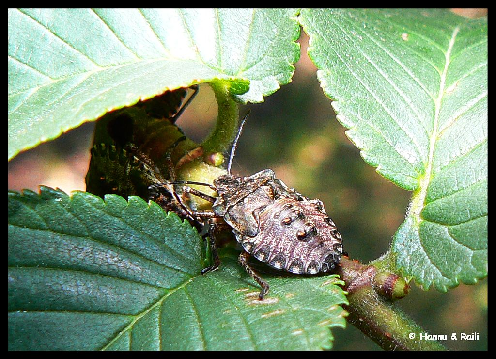 P1160787 Insekt.jpg