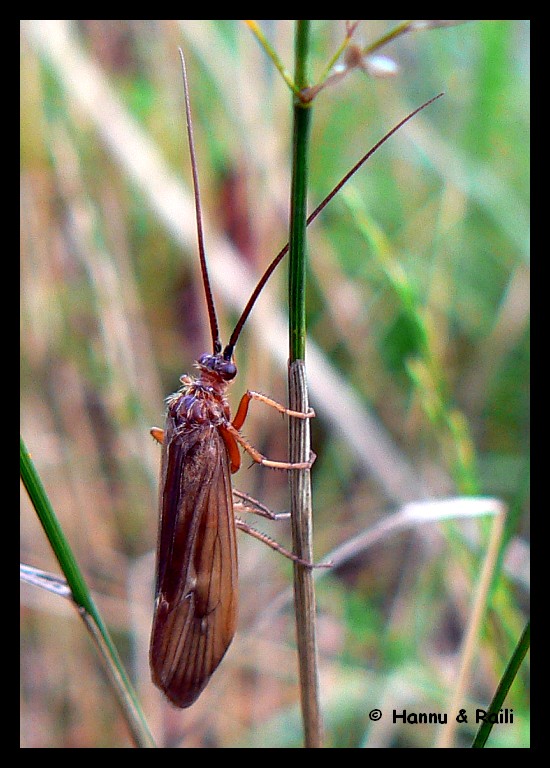 P1210744 Insekt.jpg
