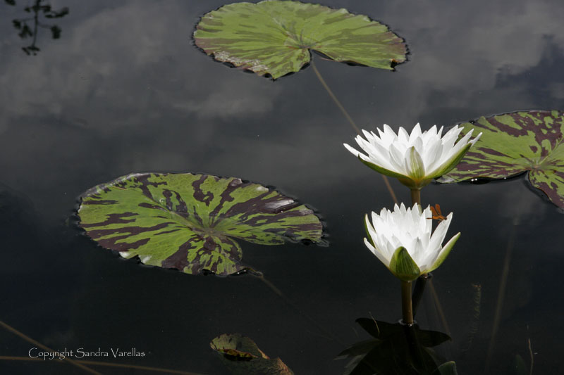 Water Lily
