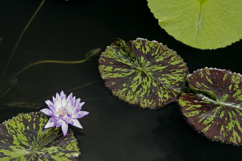 Water Lily