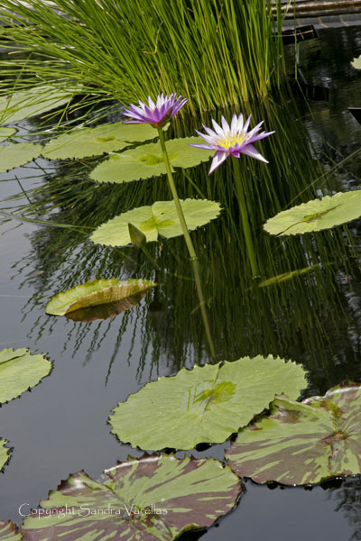 Longwood Gardens