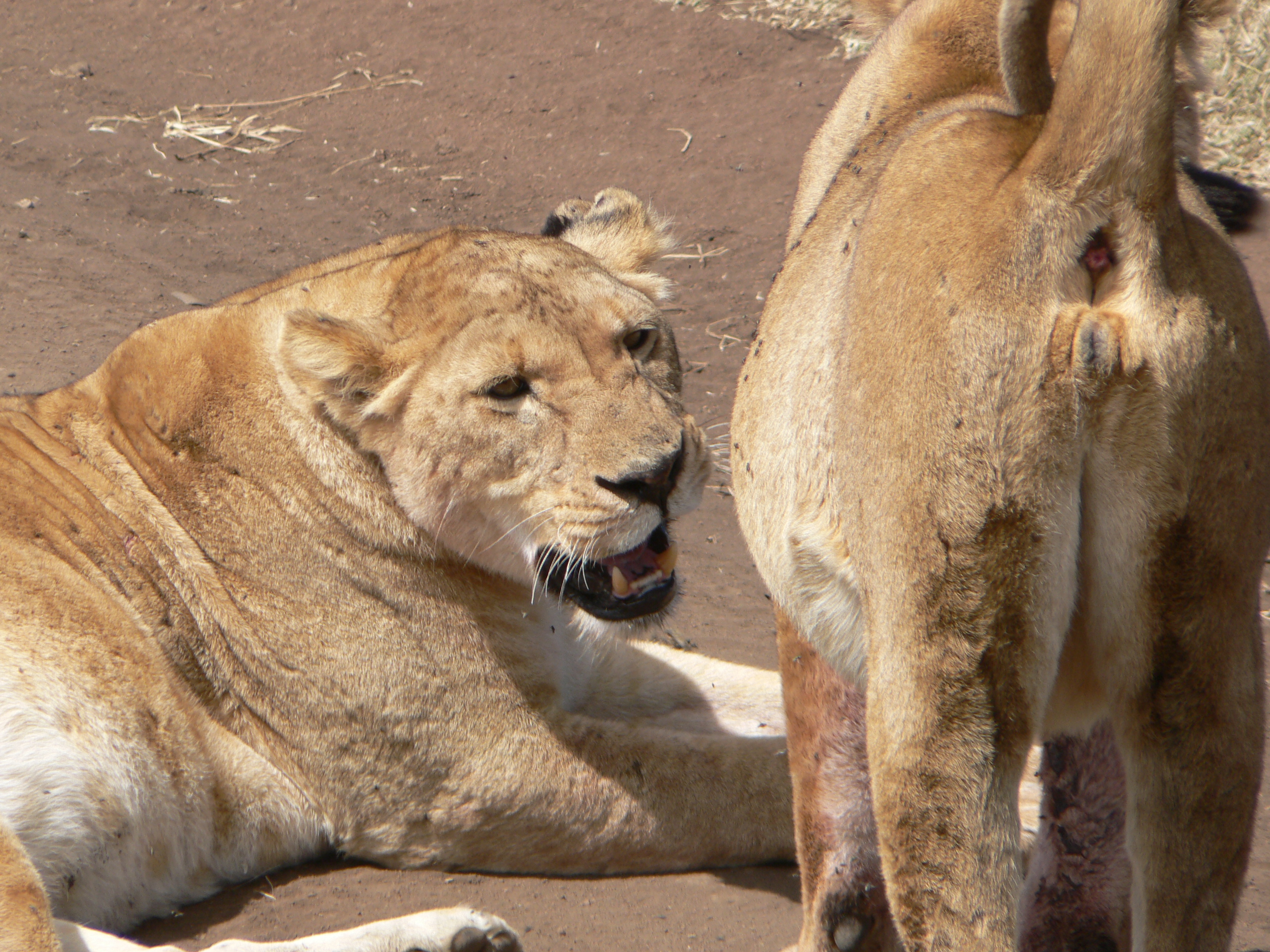 Ngorongoro