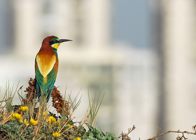 Bee Eaters