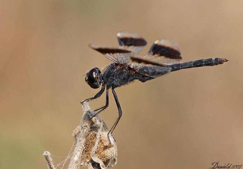 dragonflies 10.jpg