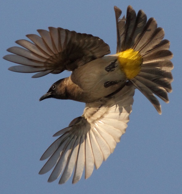 Dark-capped Bulbul