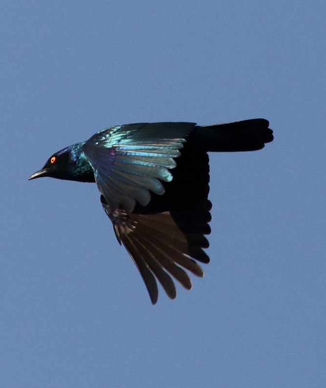 Cape Glossy Starling.jpg