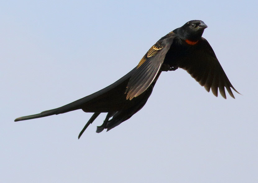 Red-collared Widowbird
