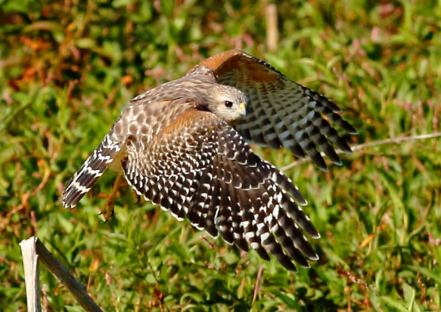 Red-shouldered Hawk