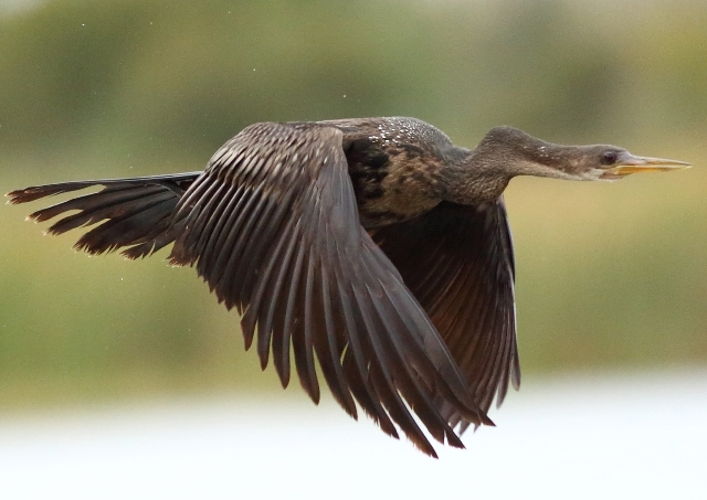 Anhinga