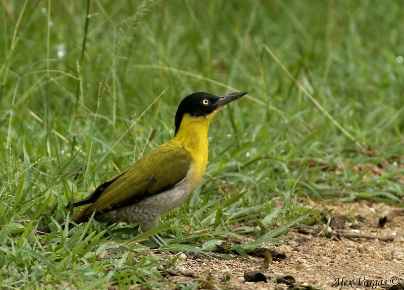 Black-headed Woodpecker - female -- sp 23