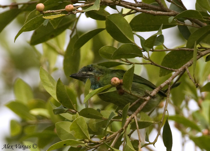 Blue-eared Barbet -- 2008 - juvenile